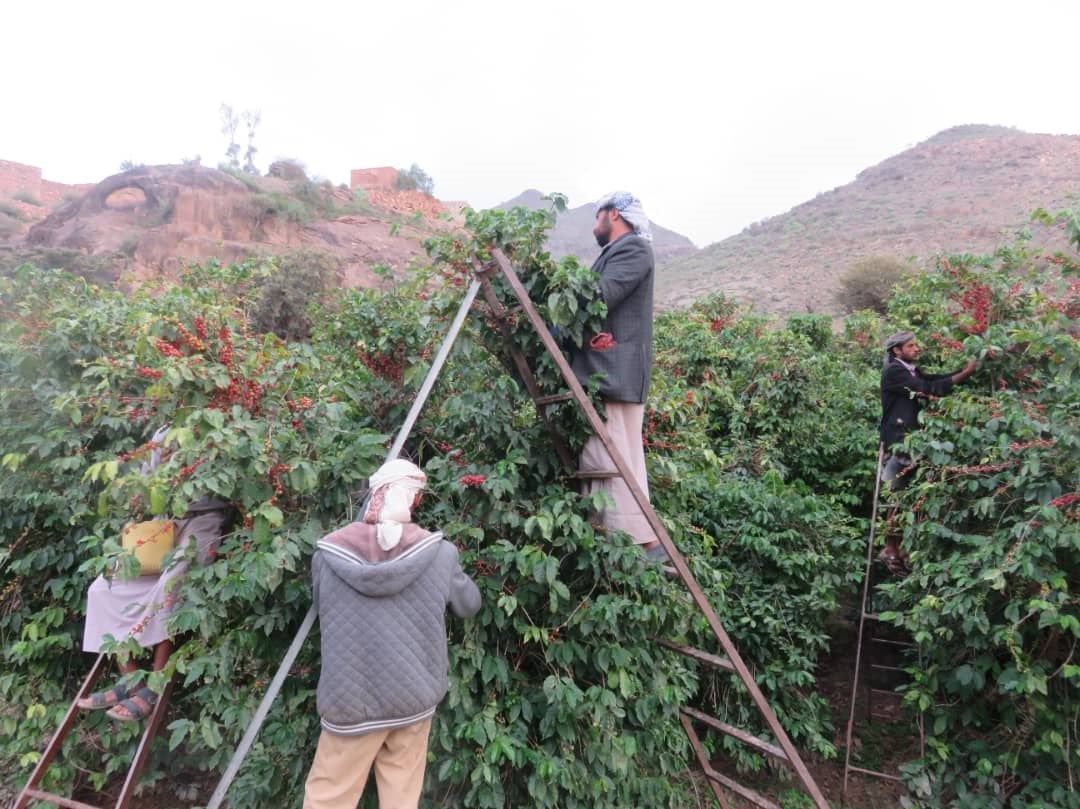 Agriculture naturelle du café arabica au Yémen